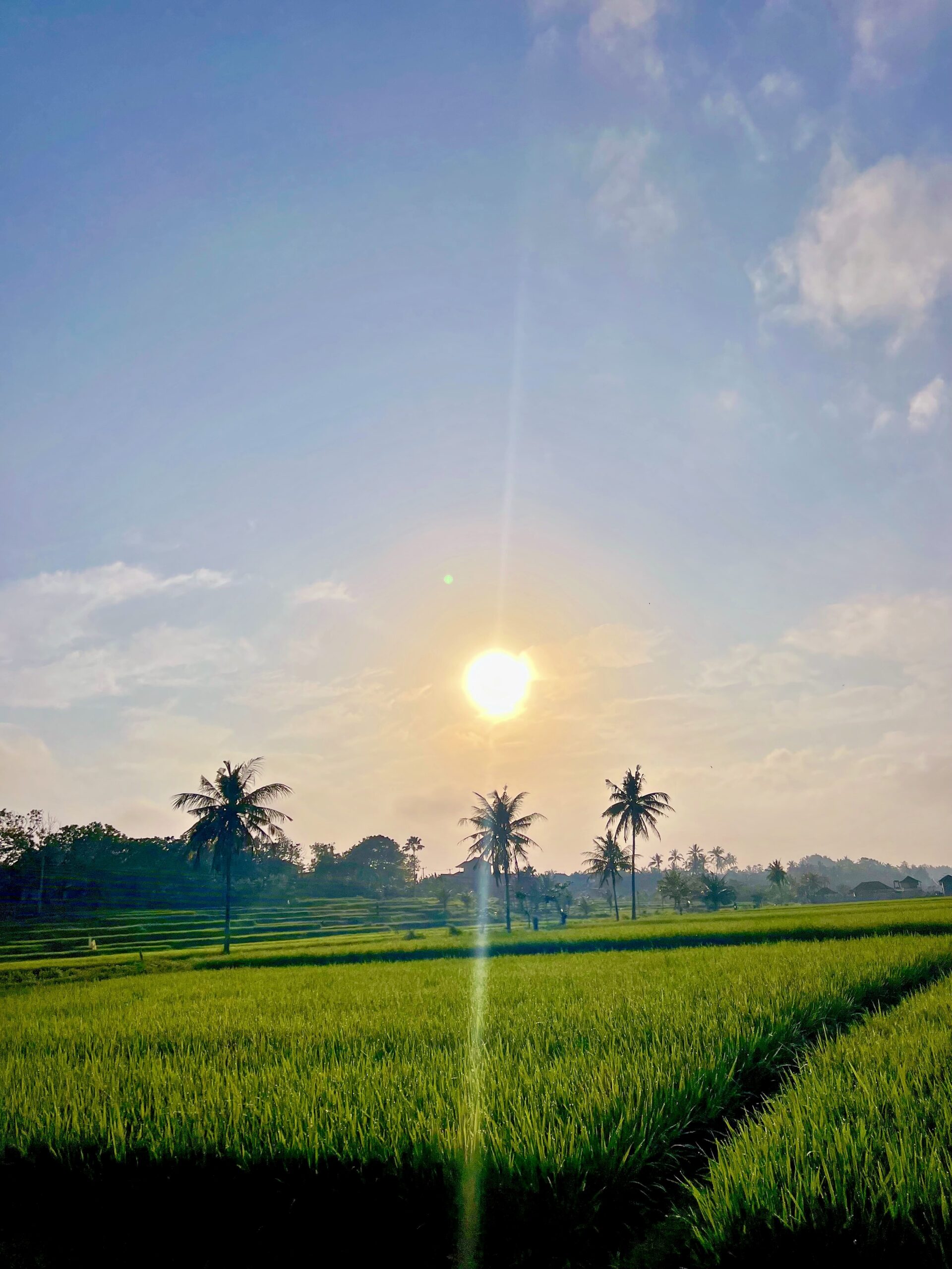 Rice fields Jembrana West Bali near Medewi surf spot Indonesia
